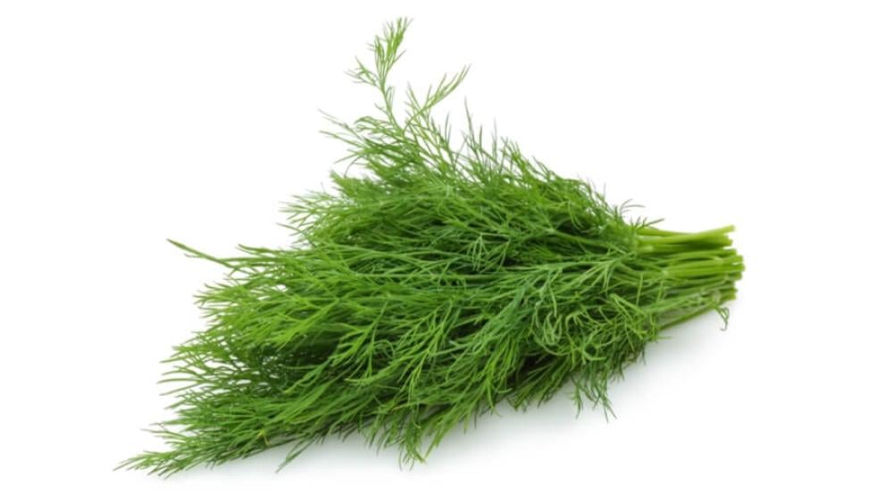 بذور الشبت