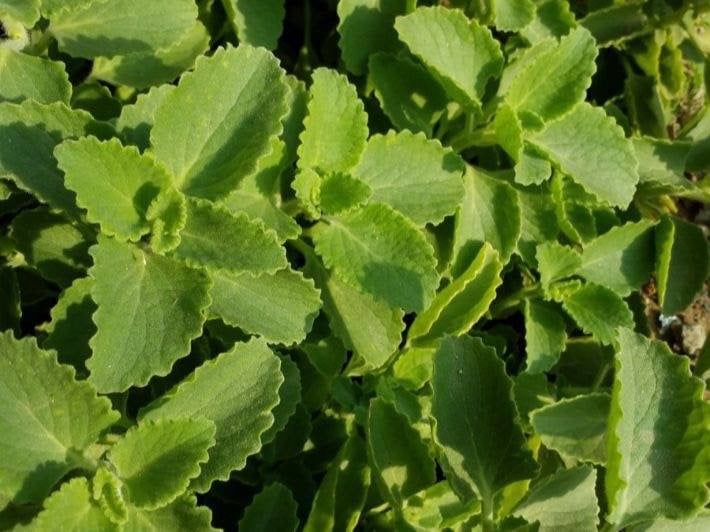 بذور الزعتر العطري