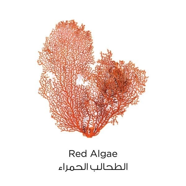 لوريال غسول الطين النقي يعيد اشراق البشرة بطحالب الحمراء 150 مل