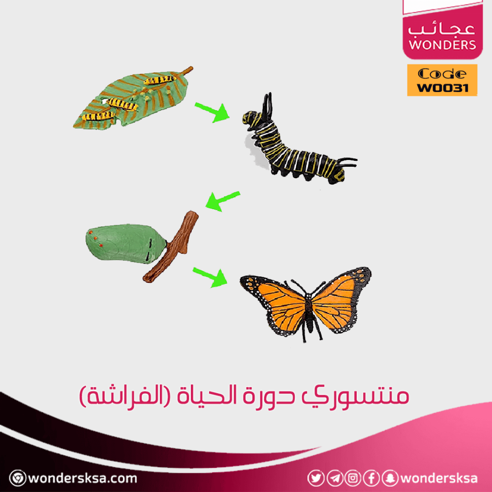 منتسوري دورة الحياة ومراحل النمو للحيوان للأطفال وحصص العلوم والأحياء