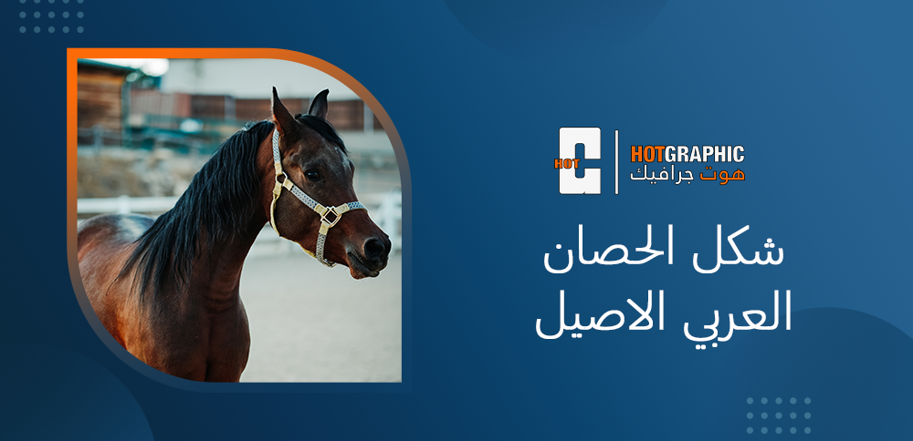 شكل الحصان العربي الاصيل