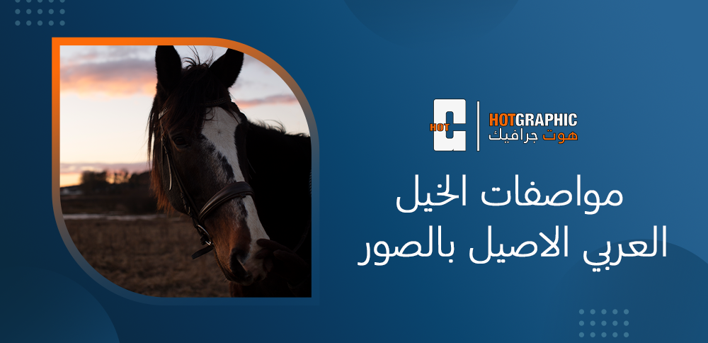 مواصفات الخيل العربي الاصيل بالصور