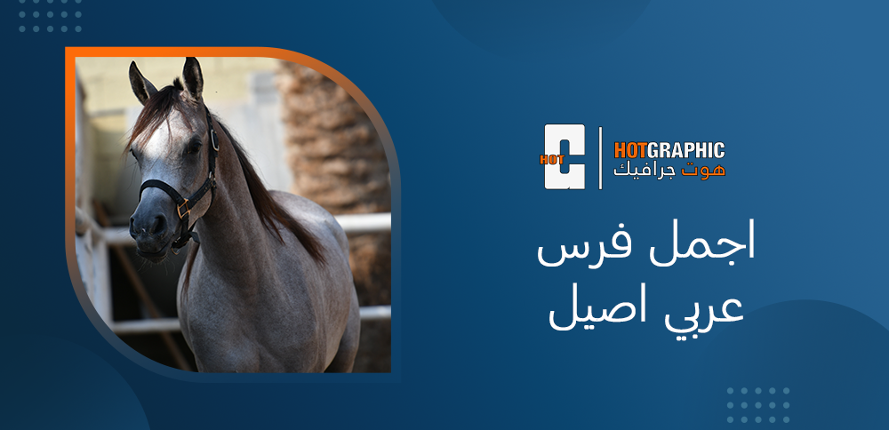 اجمل فرس عربي اصيل