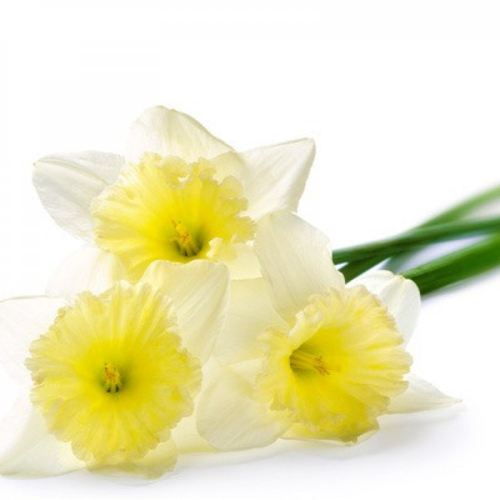 مجموعة من العطور الرائعة لفصل الربيع للرجال والنساء