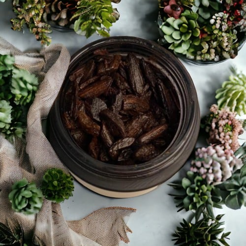 عود الشيوخ