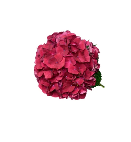 هيدرنجا, Magical Trophy Red Hydrangeas