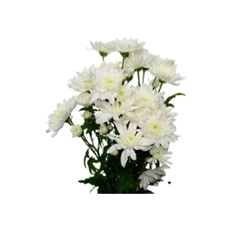 Zembla White Chrysanthemums