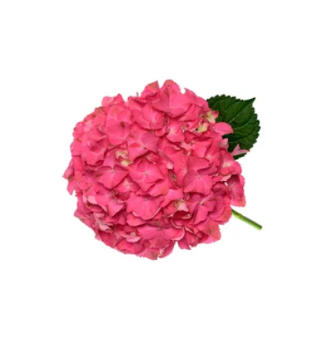 هيدرنجا, Scarlet pink Hydrangeas
