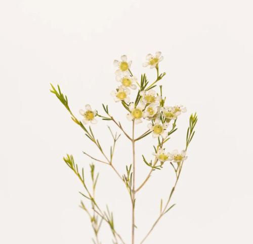 كاميلوسيوم ابيض ، Chamelaucium - White