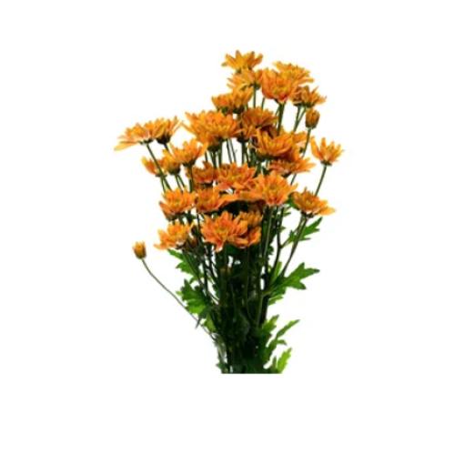 Bonita Orange Chrysanthemums