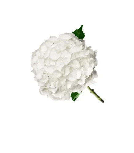 هيدرنجا, Bianca Hydrangeas