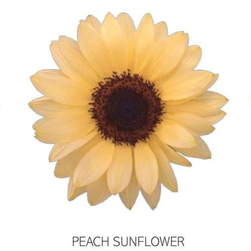 دوار الشمس خوخ 5 اغصان , PEACH SUNFLOWER
