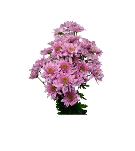 Belicia Pink Chrysanthemums