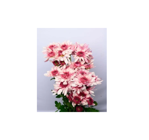 Podolsk Pink Chrysanthemums