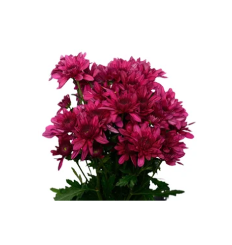 Podolsk Purple Chrysanthemums