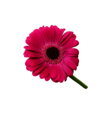 جيربيرا , Gerbra Fushia