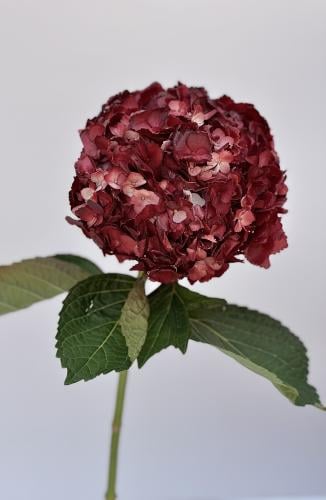 هيدرنجا, Magical Trophy Red Hydrangeas