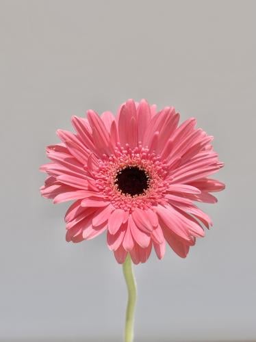 جيربيرا , Gerbra Dark Pink