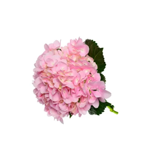 هيدرنجا, Dream pink Hydrangeas