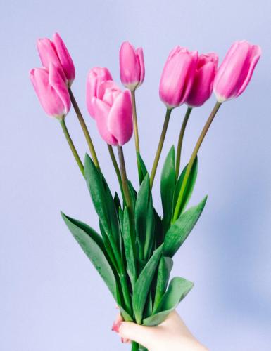 توليب وردي ، tulip pink