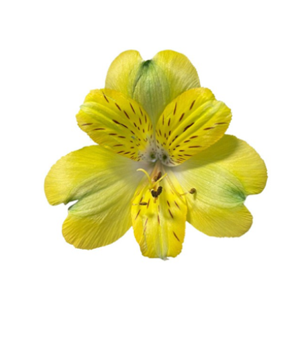 الستروماريا, FLORIDA