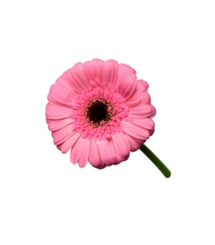 جيربيرا , Gerbra Dark Pink