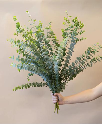 الأوكالبتوس بنش , Eucalyptus