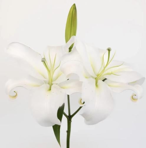 كازبلانكا ابيض، Lily oriental White