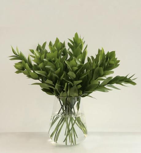 رسكوس , Ruscus