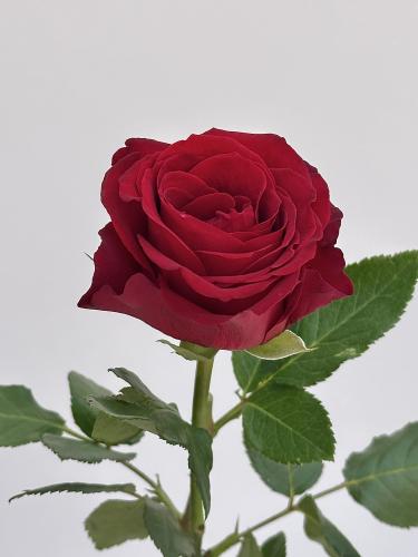 روز أحمر 10 اغصان , Red rose