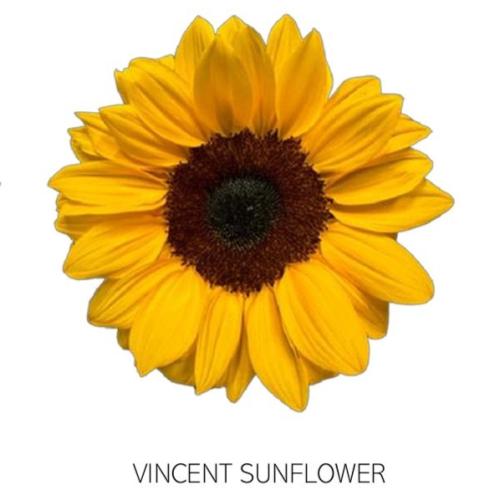 دوار الشمس , Vincent Choice Sunflower