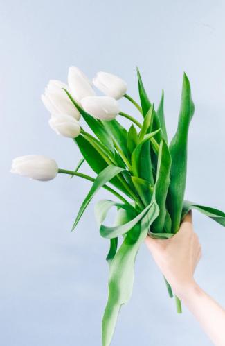 توليب ابيض ، tulip white