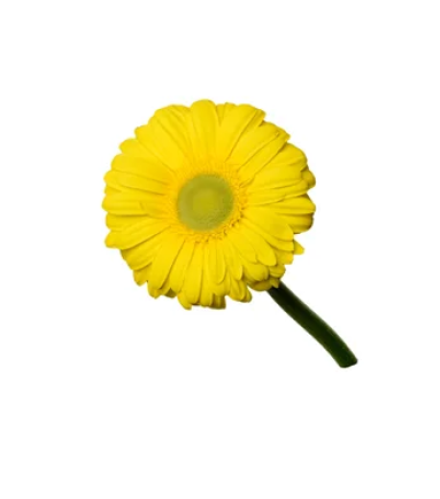 جيربيرا , Gerbra Yellow