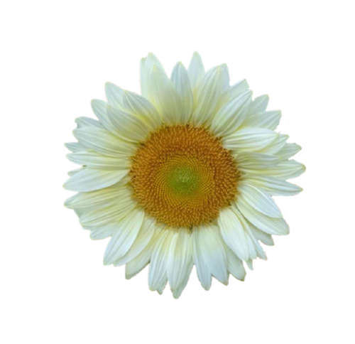 دوار الشمس , Vincent Choice Sunflower