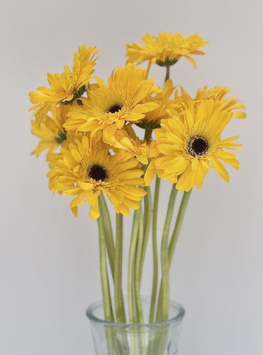 جيربيرا , Gerbra Yellow