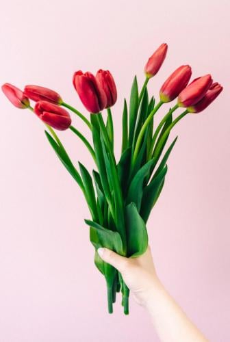 توليب احمر ، tulip red
