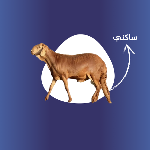 نص ذبيحة ساكني