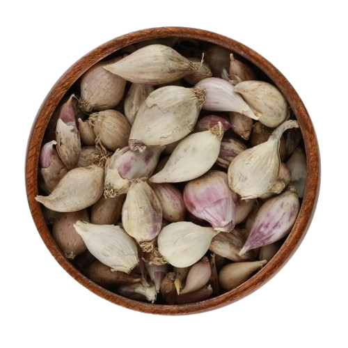 ثوم ذكر