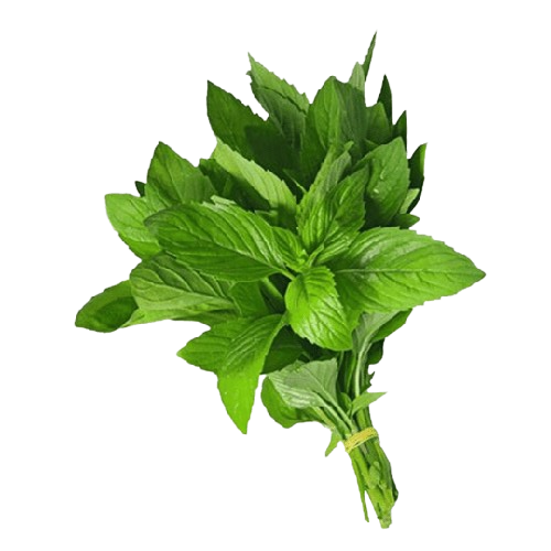 نعناع (1 ربطه)