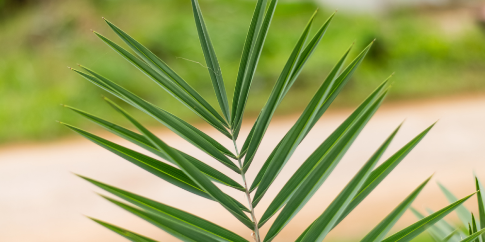 بواكير النخيل… حيث تبدأ حكاية التمور الأصيلة