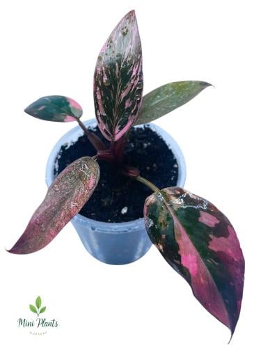 pink Princess philodendron- مركن 6 سم