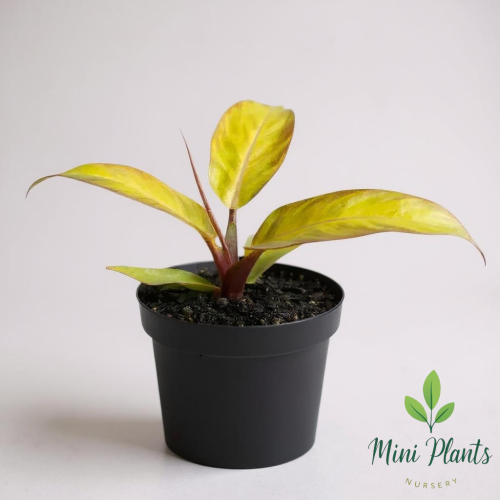 Prince of Orange Philodendron (مركن 13سم)