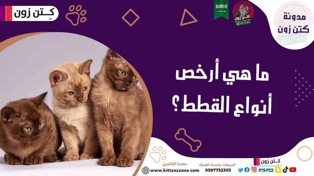 أرخص أنواع القطط: تعرف إلى ما يناسبك