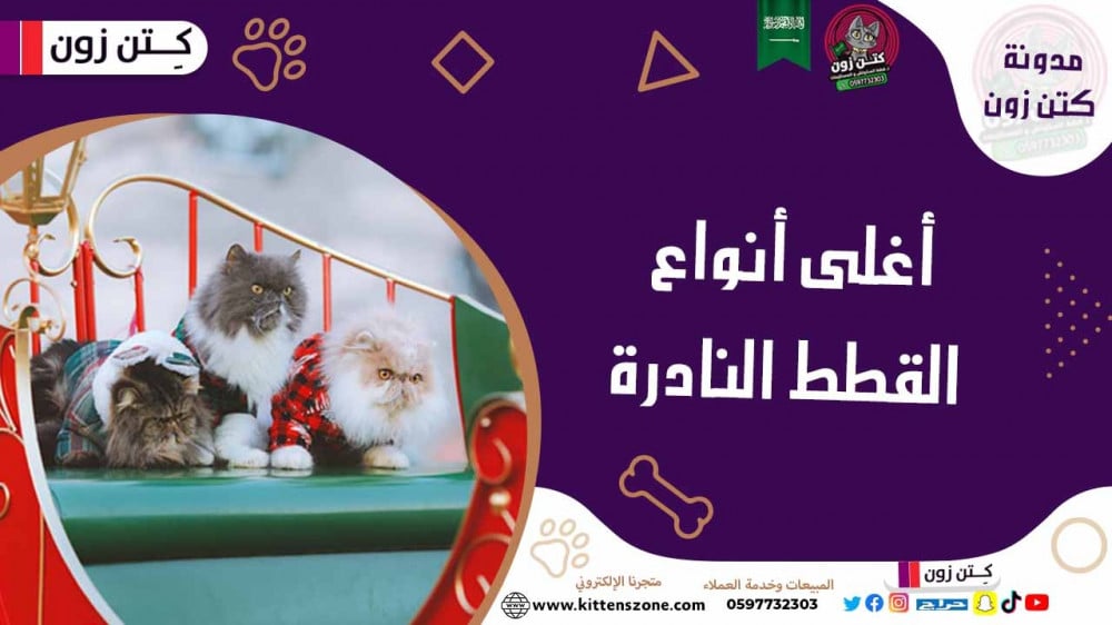 أشهر أنواع القطط النادرة: تعرف إلى أغلى 5 سلالات في العالم