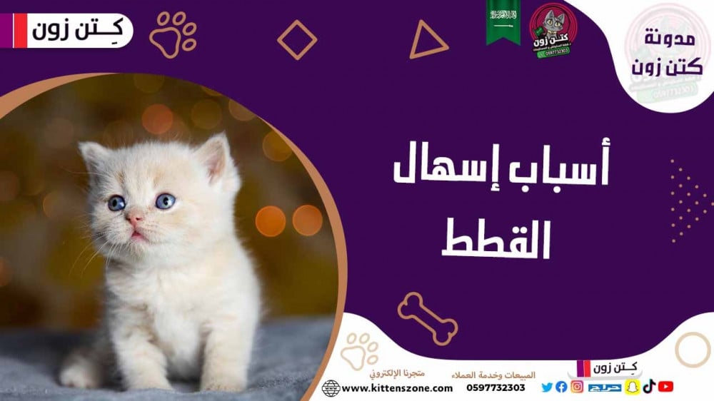 تعرف على أسباب إسهال القطط وطرق علاجها والوقاية منها