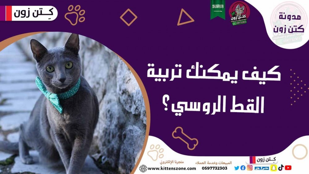 دليل شامل لتربية القط الروسي الأزرق؛ 5 نصائح عن طرق العناية به