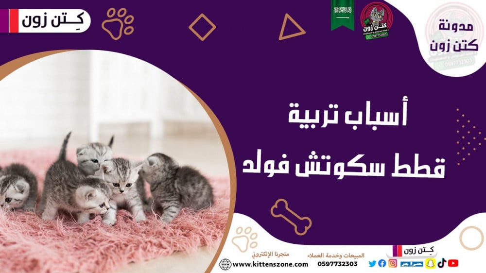 6 أسباب لتربية قطط سكوتش فولد يجب أن تعرفها قبل شرائها