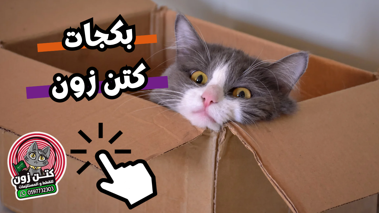 بكجات كتن زون