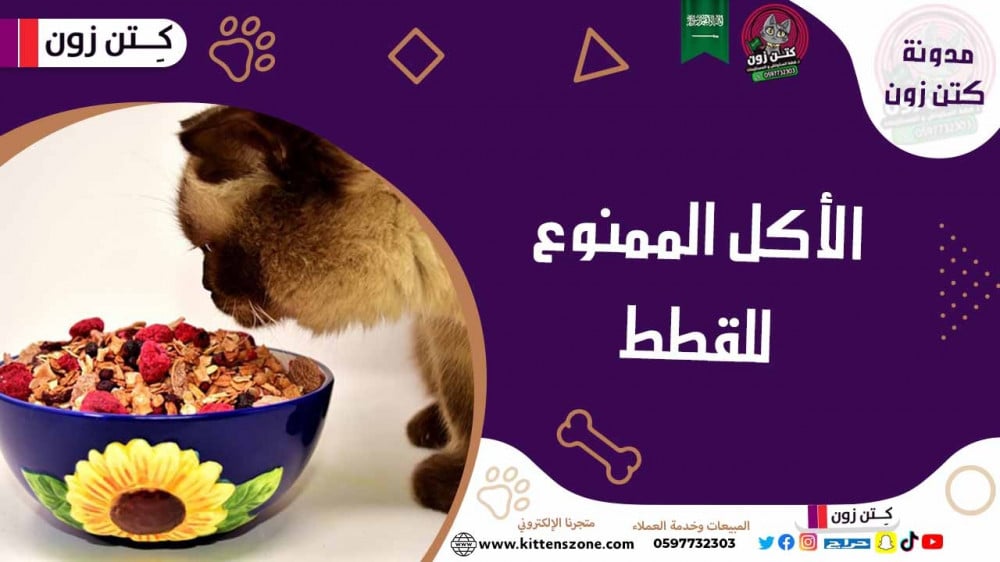 الأكل الممنوع للقطط: أبرز الأطعمة الضارة بصحة قطتك