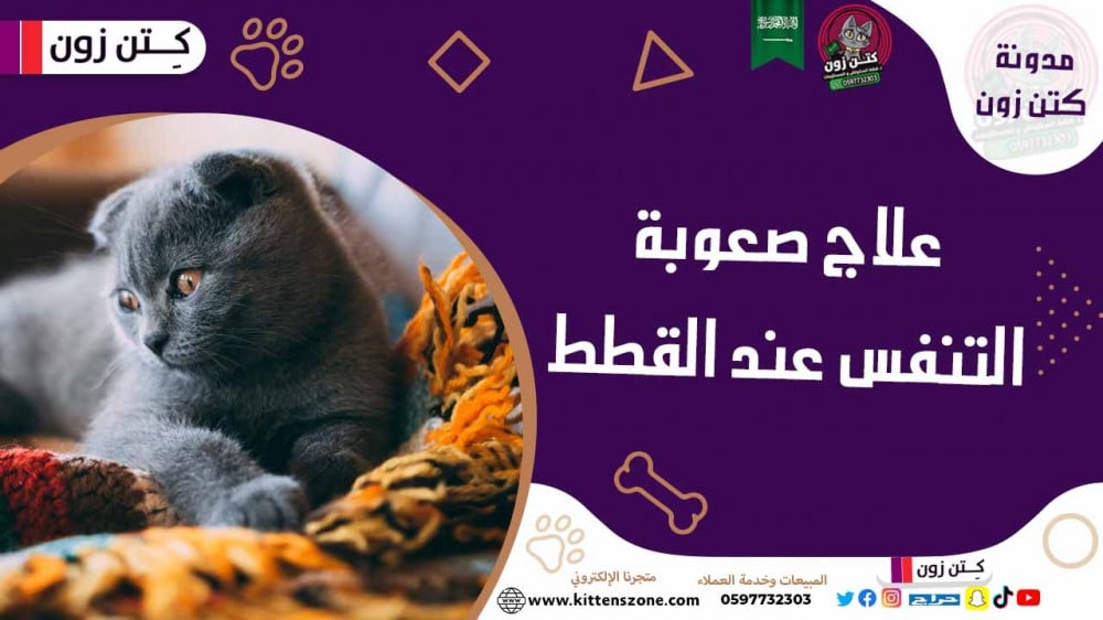 تعرف على أهم أسباب وأعراض وطرق علاج صعوبة التنفس عند القطط
